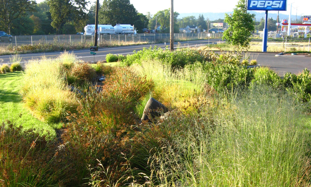 https://www.stangelandlandscape.com/wp-content/uploads/2014/08/stormwater-plantings1-500x360.jpg