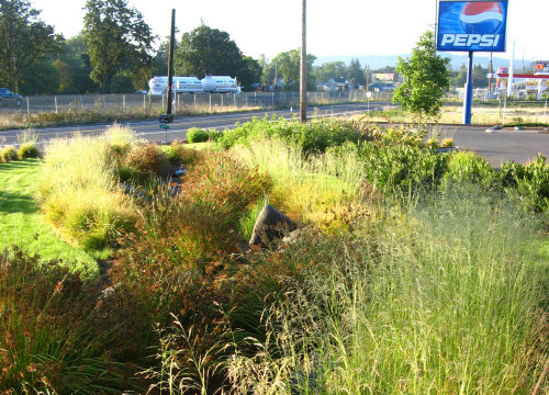 https://www.stangelandlandscape.com/wp-content/uploads/2014/08/stormwater-plantings1-1000x600.jpg